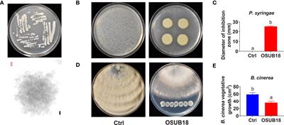 Bacillus proteolyticus OSUB18 triggers induced systemic resistance against bacterial and fungal pathogens in Arabidopsis